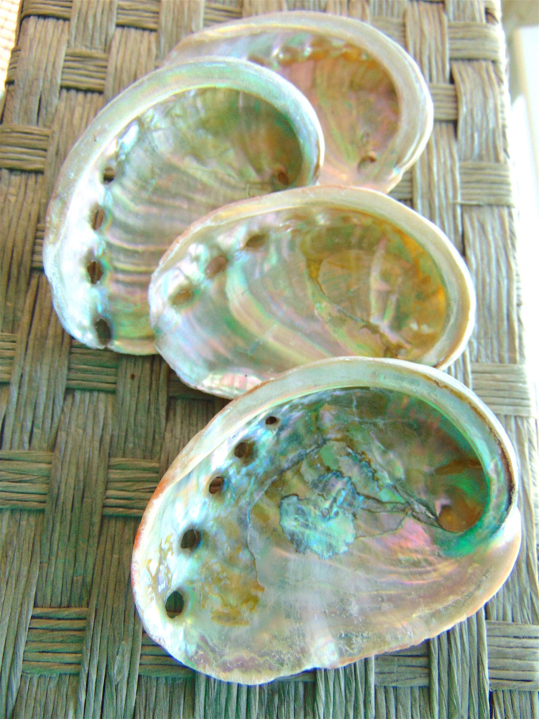 Abalone Shells