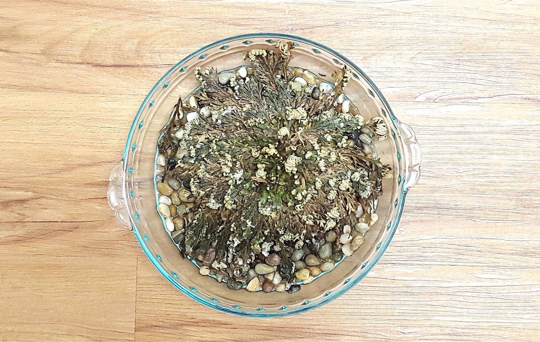 Rose of Jericho