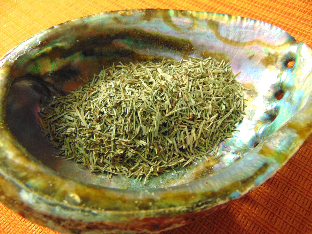 Horsetail (shavegrass)