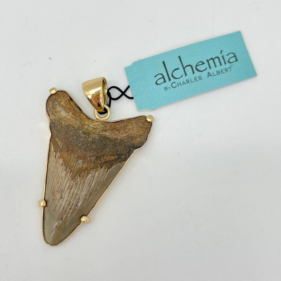 Alchemia - Fossil Shark Tooth Gold Pendant by Charles Albert