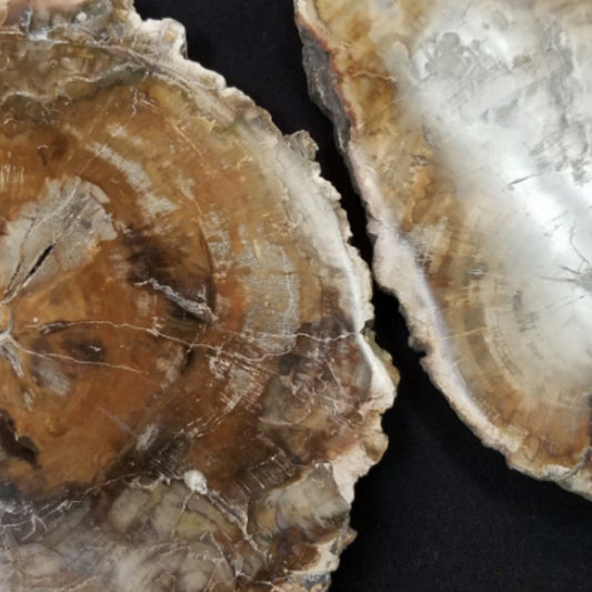 Petrified Wood (Slab)