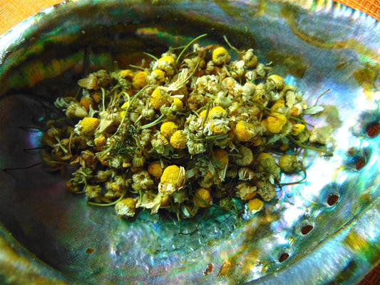 Chamomile