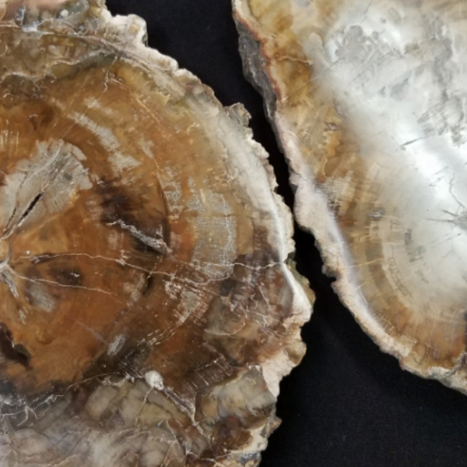 Petrified Wood (Slab)