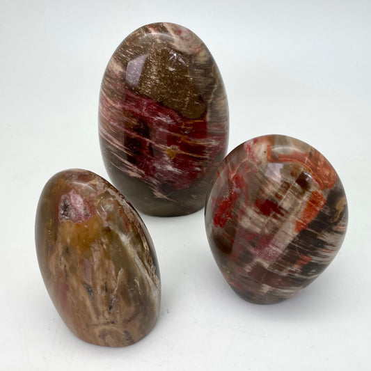 Petrified Wood (Free Form)