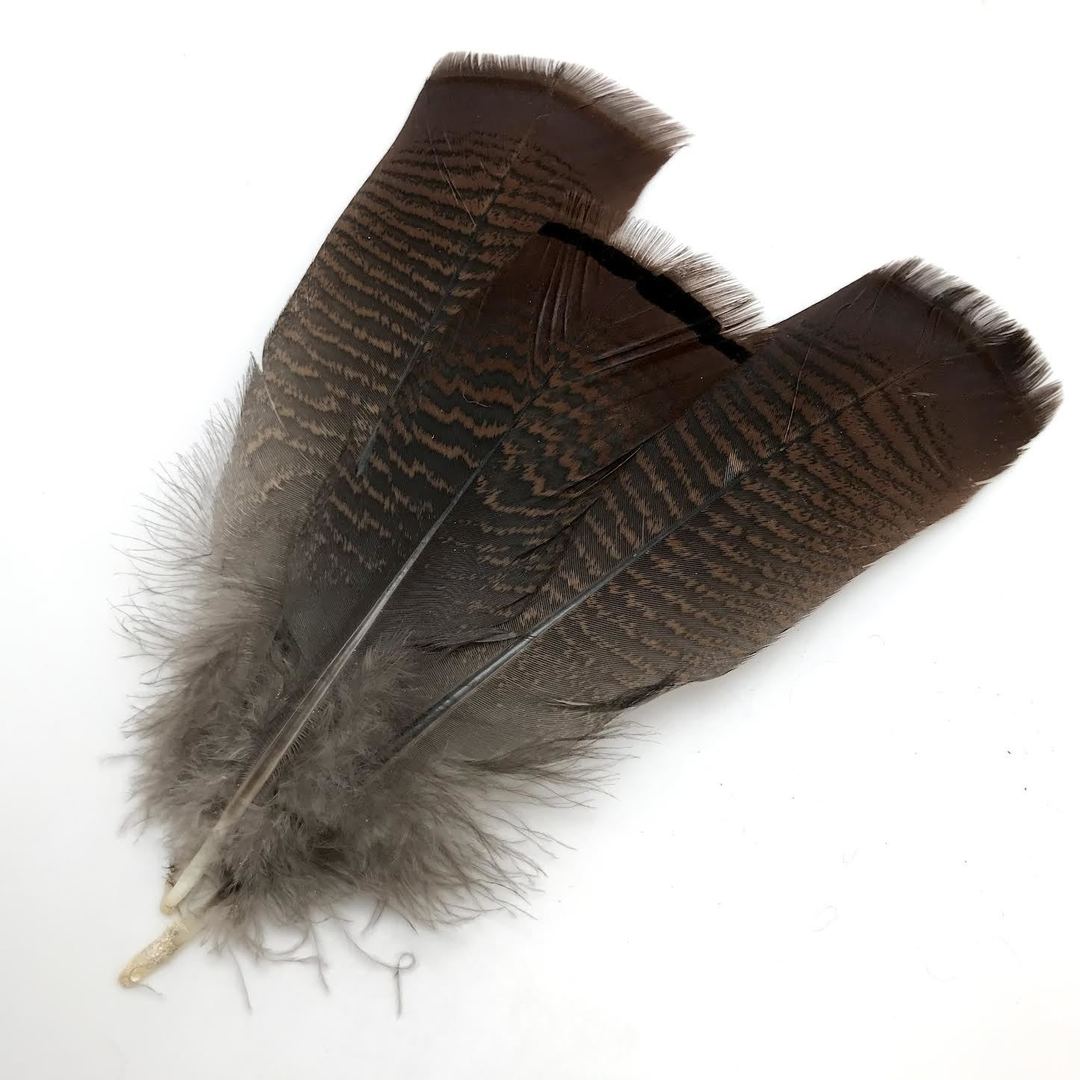 Bronze Turkey Feathers